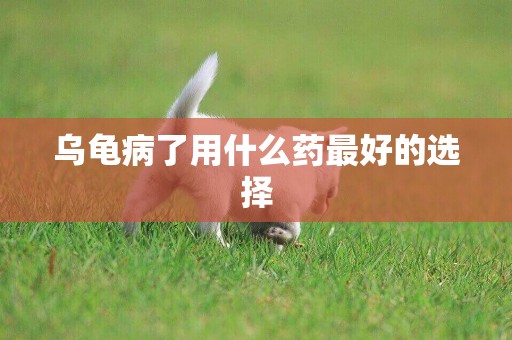 烏龜病了用什么藥最好的選擇