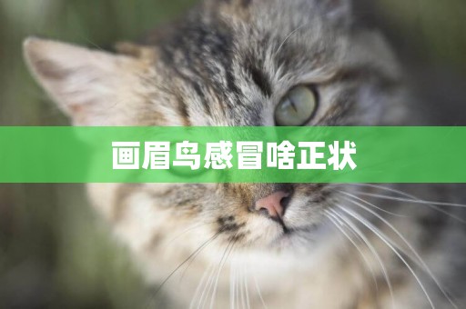 畫眉鳥感冒啥正狀