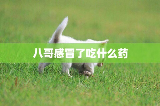 八哥感冒了吃什么藥