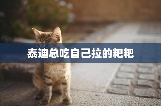 泰迪總吃自己拉的粑粑