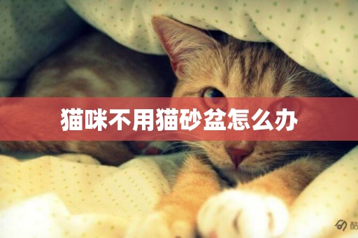 貓咪不用貓砂盆怎么辦