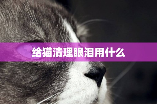 給貓清理眼淚用什么