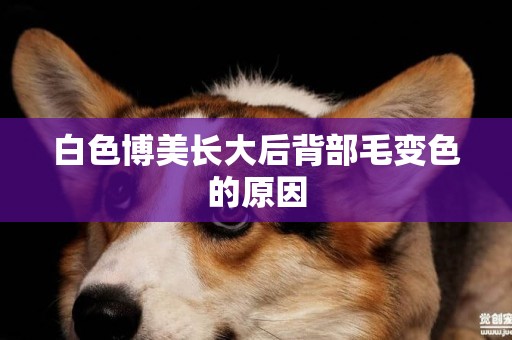白色博美長大后背部毛變色的原因