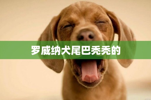 羅威納犬尾巴禿禿的