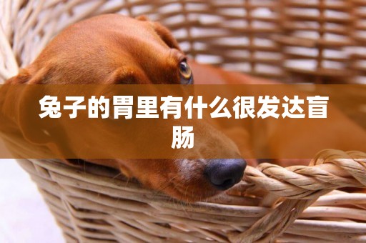 兔子的胃里有什么很發達盲腸