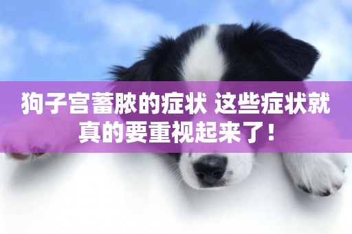 狗子宮蓄膿的癥狀 這些癥狀就真的要重視起來了！