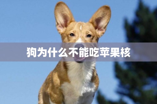 狗為什么不能吃蘋果核