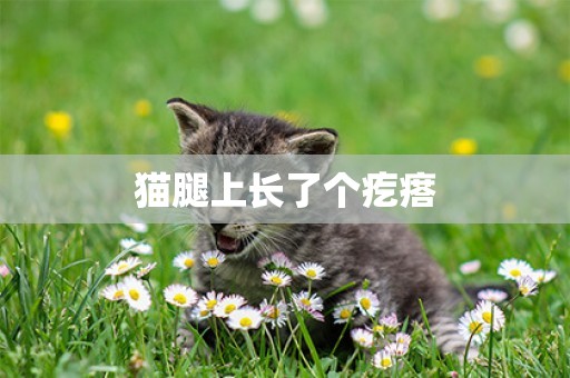 貓腿上長了個疙瘩