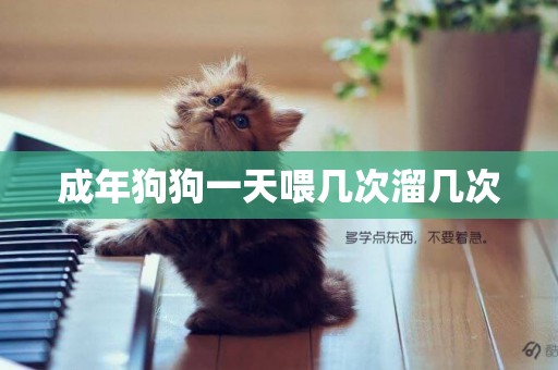 成年狗狗一天喂幾次溜幾次