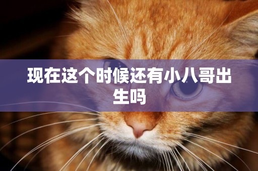 現在這個時候還有小八哥出生嗎