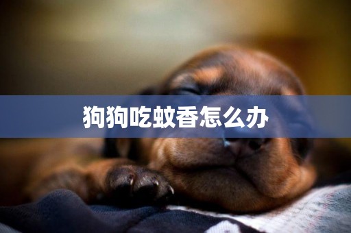狗狗吃蚊香怎么辦