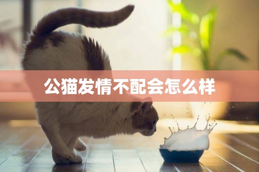 公貓發情不配會怎么樣