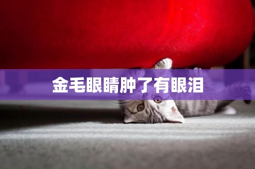 金毛眼睛腫了有眼淚