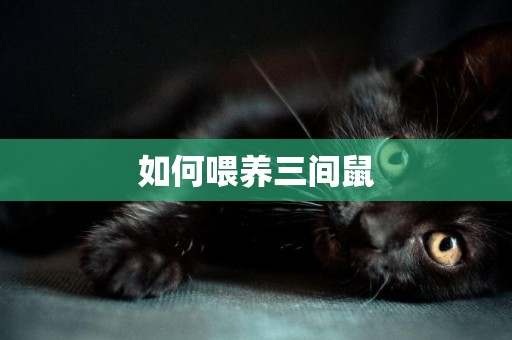 如何喂養三間鼠
