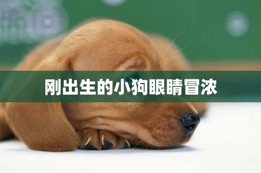 剛出生的小狗眼睛冒濃