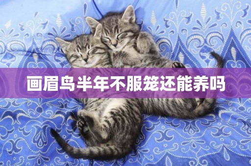 畫眉鳥半年不服籠還能養嗎