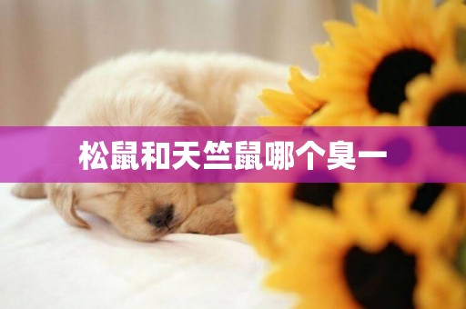 松鼠和天竺鼠哪個臭一