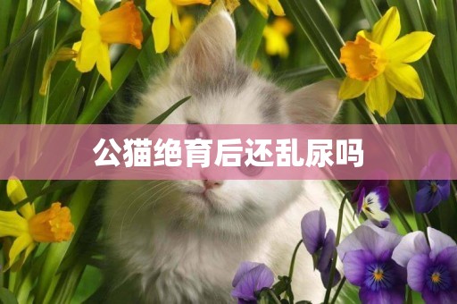 公貓絕育后還亂尿嗎