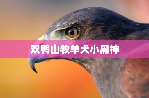 雙鴨山牧羊犬小黑神