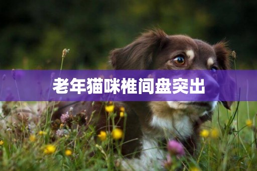 老年貓咪椎間盤突出