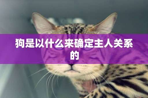 狗是以什么來確定主人關系的