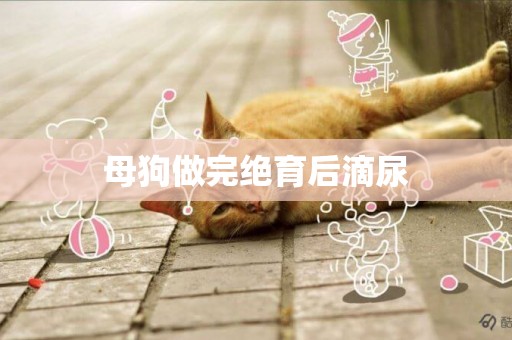 母狗做完絕育后滴尿
