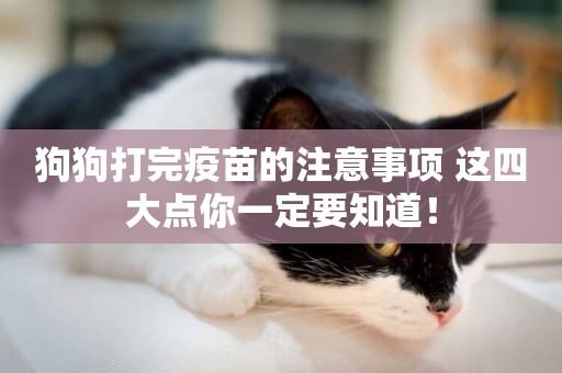 狗狗打完疫苗的注意事項 這四大點你一定要知道！