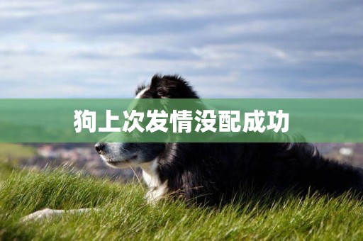 狗上次發情沒配成功