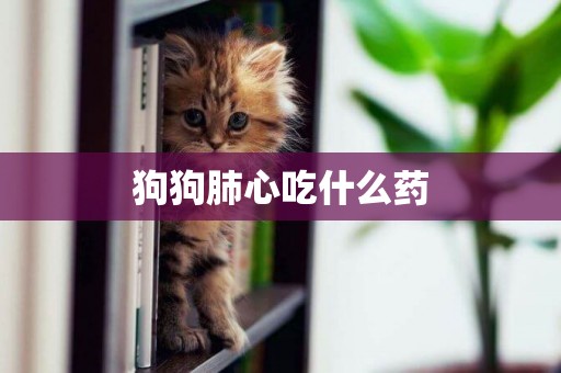 狗狗肺心吃什么藥