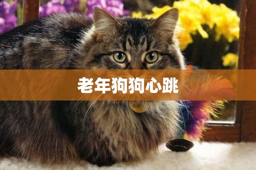 老年狗狗心跳