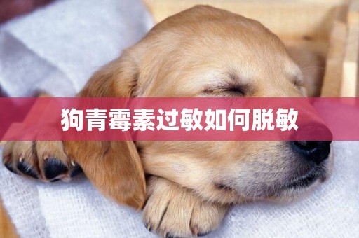 狗青霉素過敏如何脫敏