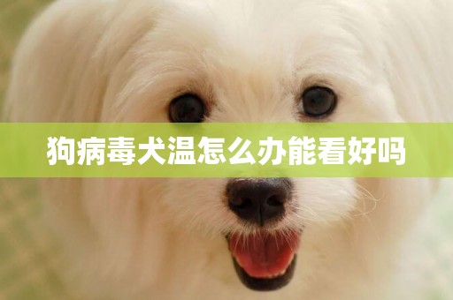 狗病毒犬溫怎么辦能看好嗎