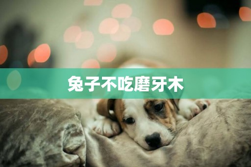 兔子不吃磨牙木