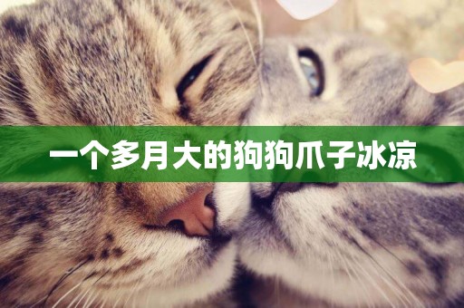 一個多月大的狗狗爪子冰涼