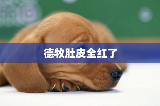 德牧肚皮全紅了