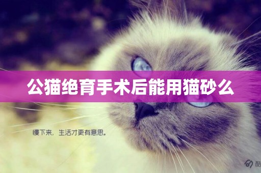公貓絕育手術后能用貓砂么