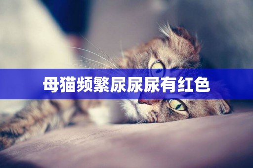 母貓頻繁尿尿尿有紅色