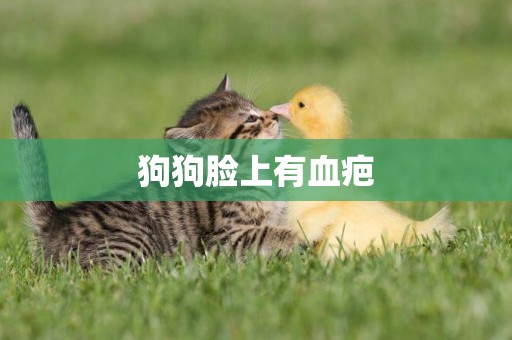 狗狗臉上有血疤