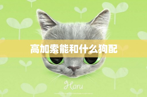 高加索能和什么狗配