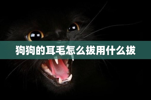 狗狗的耳毛怎么拔用什么拔