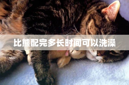 比熊配完多長時間可以洗澡