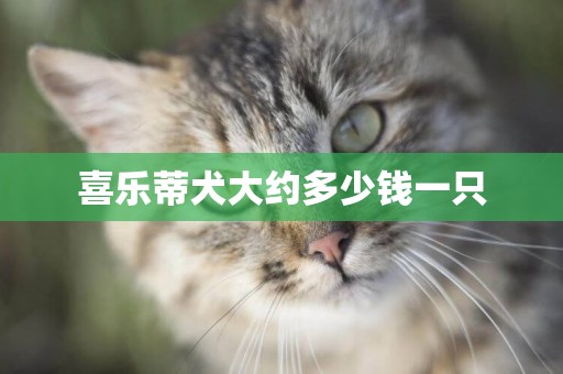 喜樂蒂犬大約多少錢一只
