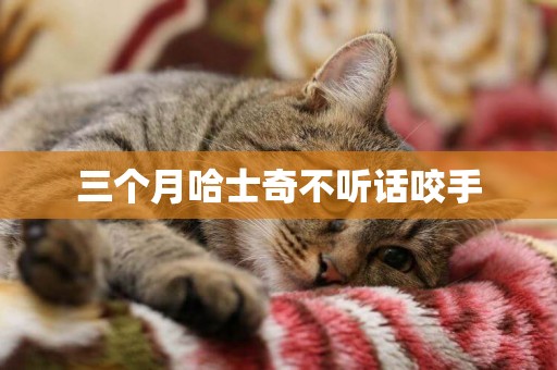 三個月哈士奇不聽話咬手