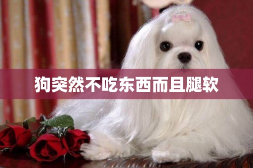 狗突然不吃東西而且腿軟
