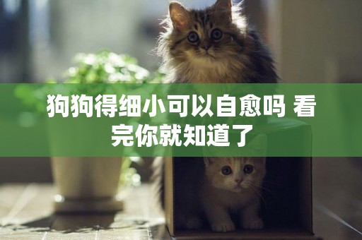狗狗得細小可以自愈嗎 看完你就知道了