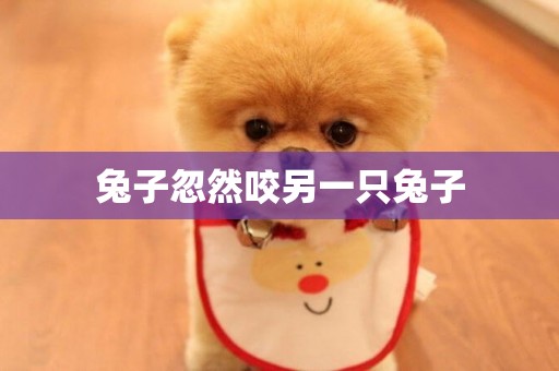 兔子忽然咬另一只兔子