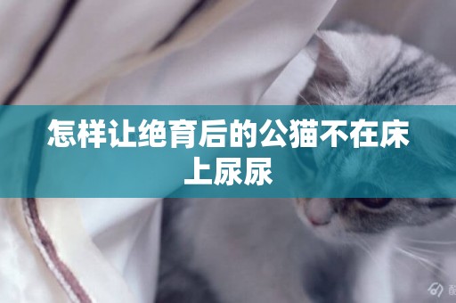 怎樣讓絕育后的公貓不在床上尿尿