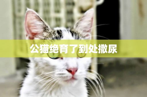 公貓絕育了到處撒尿