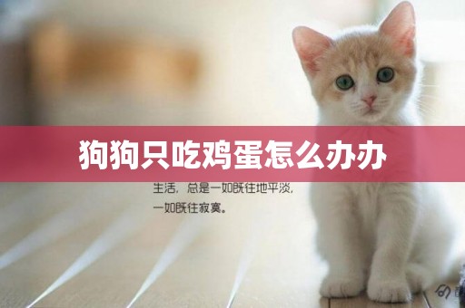 狗狗只吃雞蛋怎么辦辦