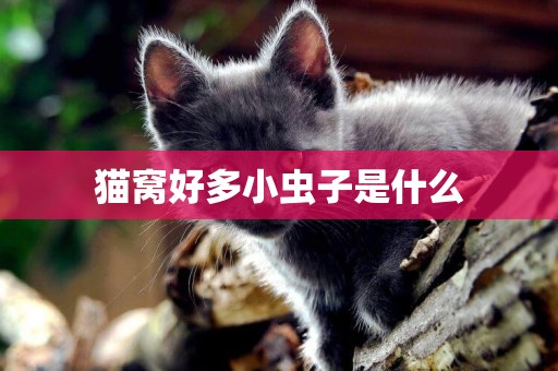 貓窩好多小蟲子是什么